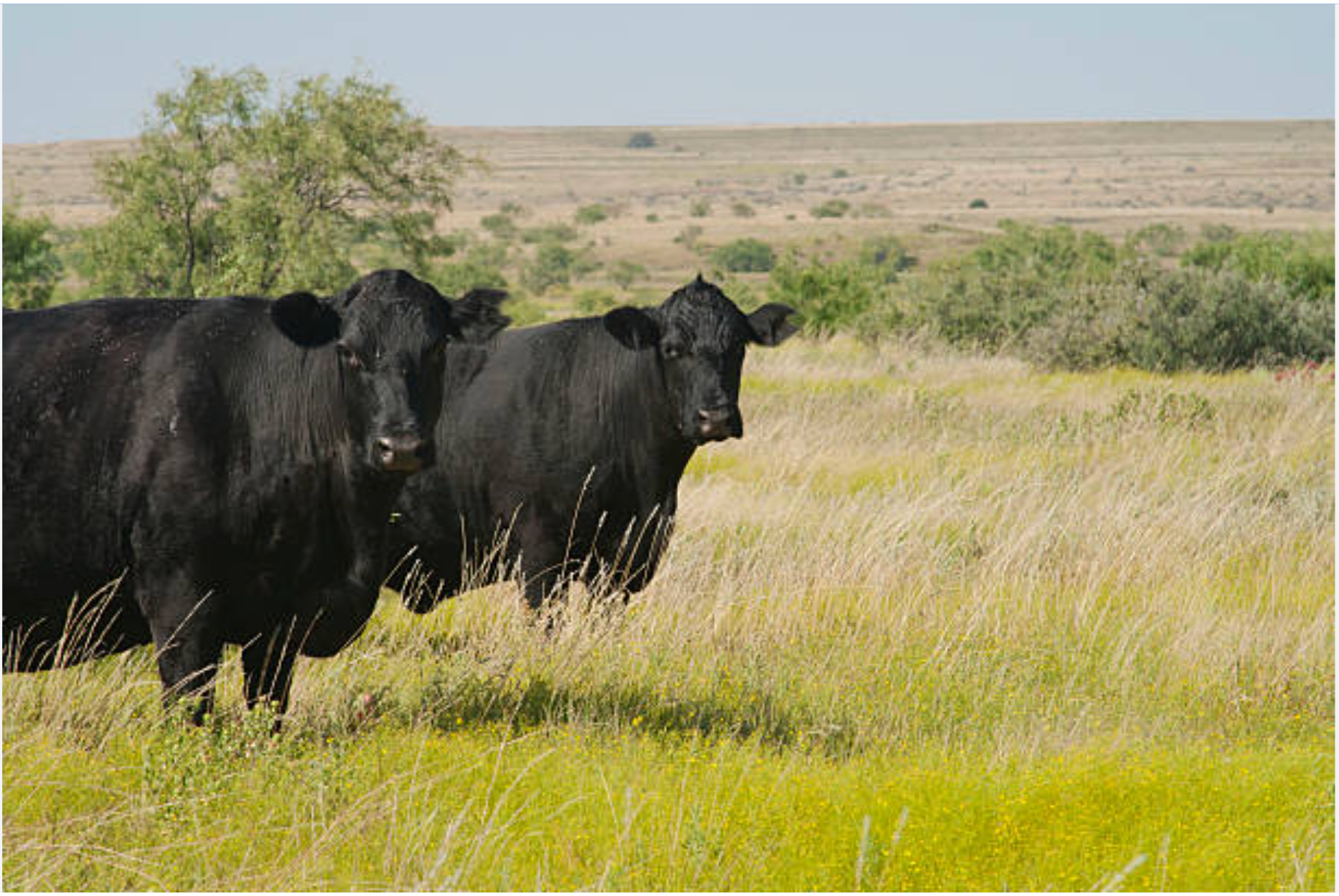Pasture Raised Grass-Fed Beef vs. Factory Raised Grain-Fed Beef: Making Healthier and More Sustainable Choices